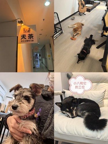 小狗营业啦，姨姨快来rua