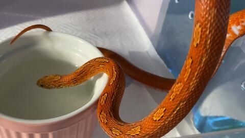 宠物蛇洗澡频率:视品种和卫生状况而定。