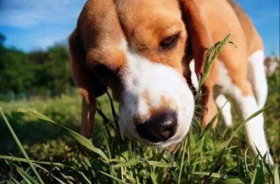 怎么看出幼犬认主人了怎么知道狗狗认主人了