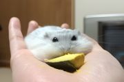 怎样饲养小仓鼠