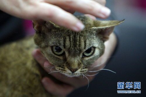 上海举办哪些猫咪比赛?精彩赛事等你来参与!