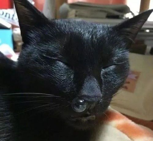 上海举办哪些猫咪比赛?精彩赛事等你来参与!