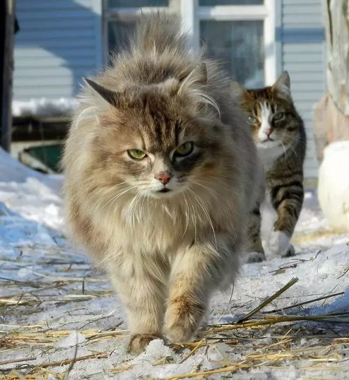 猫咪比赛奖金高达百万，究竟如何分配才公平？