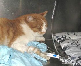猫咪比赛有哪些？你了解其中的趣味与规则吗？