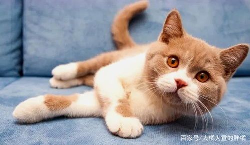猫咪比赛有哪些？你了解其中的趣味与规则吗？
