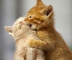 猫咪有哪些奖项？世界级猫咪大赛的冠军是哪只？