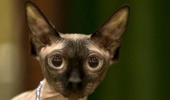 猫咪有哪些奖项？世界级猫咪大赛的冠军是哪只？