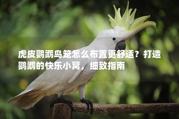 虎皮鹦鹉鸟笼怎么布置更舒适？打造鹦鹉的快乐小窝，细致指南