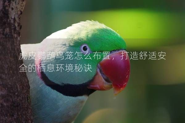 虎皮鹦鹉鸟笼怎么布置，打造舒适安全的栖息环境秘诀