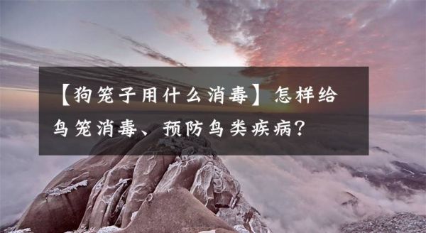 【狗笼子用什么消毒】怎样给鸟笼消毒、预防鸟类疾病？文章配图