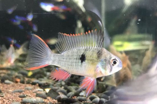 热带鱼趴缸是什么原因