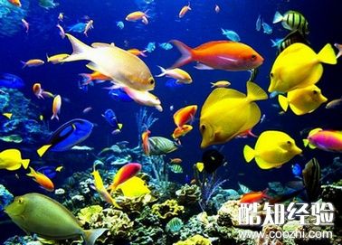 热带鱼品种