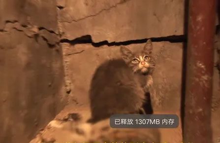 一只吃土的小猫