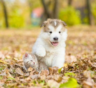The cat and the dog（猫和狗）