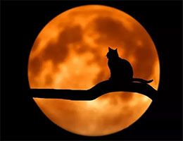 莫言：我家的猫，创造了猫国奇迹！