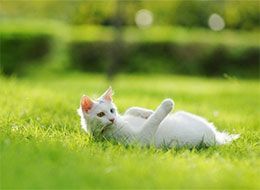 云养猫