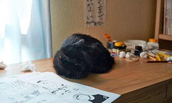 人与猫的故事，其实不只是主人与宠物那么简单！