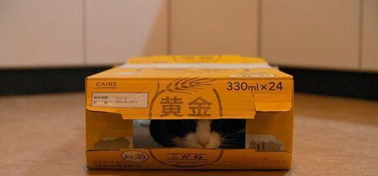 人与猫的故事，其实不只是主人与宠物那么简单！