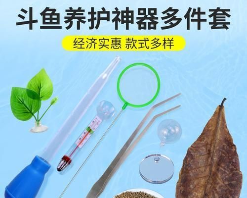 热带鱼饲养新手必备的几种方法（让你成为热带鱼饲养高手的关键技巧）