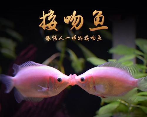 热带鱼饲养新手必备的几种方法（让你成为热带鱼饲养高手的关键技巧）