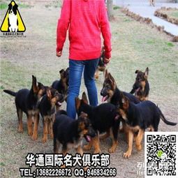 湖南羊驼宠物选购,首选专业繁育基地。