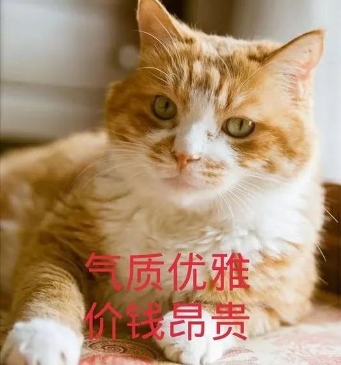 天水宠物店猫粮选购指南