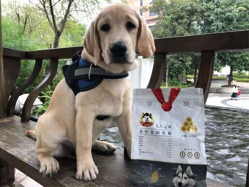宠物选购,首选正规渠道。