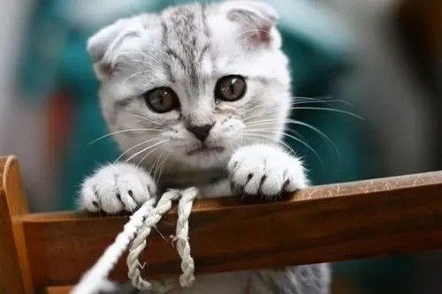 宠物选购与护理：折耳猫篇