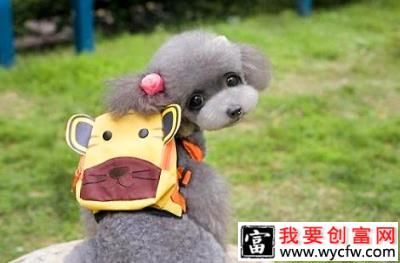 贵宾犬造型怎么做好看？