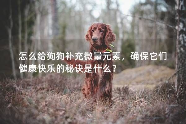 怎么给狗狗补充微量元素，确保它们健康快乐的秘诀是什么？