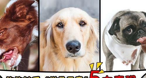解决宠物狗缺乏微元素的问题（给你的爱犬营养均衡的饮食）