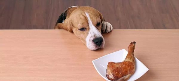 解决宠物狗缺乏微元素的问题（给你的爱犬营养均衡的饮食）