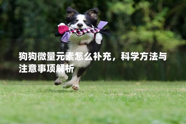狗狗微量元素怎么补充，科学方法与注意事项解析