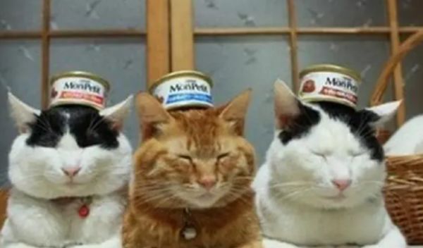 必须知道挑选猫罐头的两个小技巧！