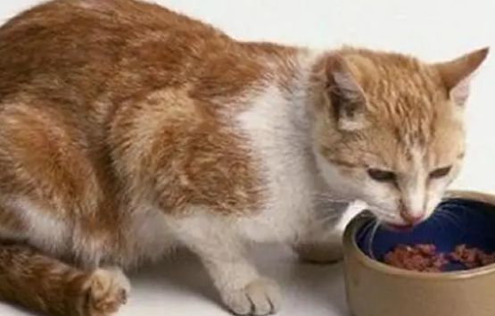 必须知道挑选猫罐头的两个小技巧！