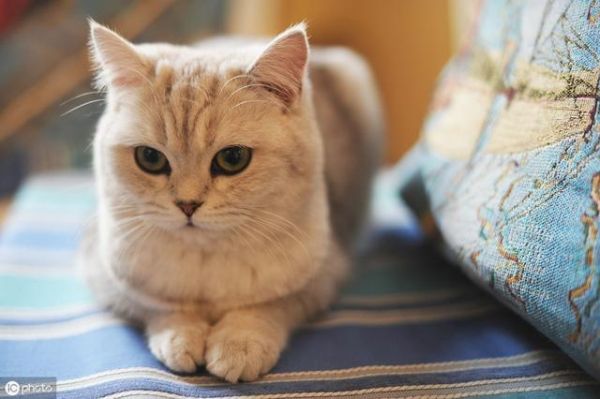 猫罐头如何选择？学会这几招成为老司机！