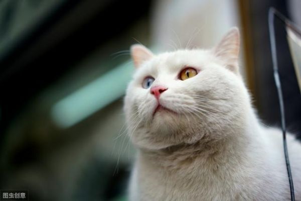 猫罐头如何选择？学会这几招成为老司机！