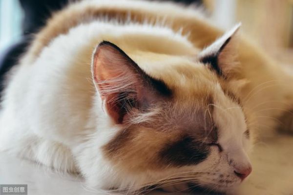 猫罐头如何选择？学会这几招成为老司机！