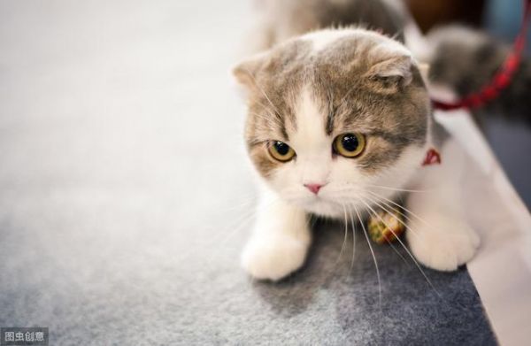 猫罐头如何选择？学会这几招成为老司机！