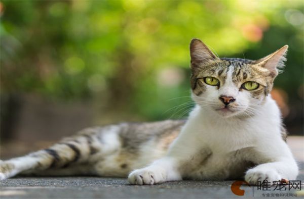 一个业内人士的选猫罐头建议