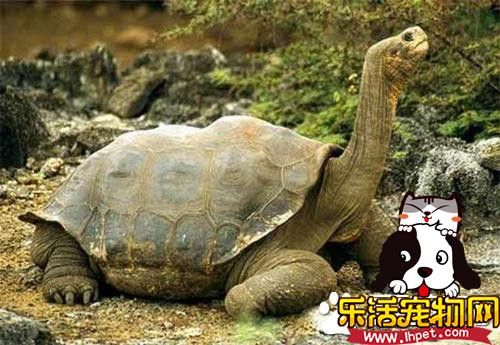 甲鱼是乌龟吗 乌龟和甲鱼不是一种动物