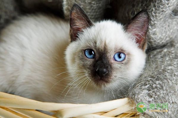 暹罗猫好养吗？暹罗猫吃什么猫粮好？-图片版权归惠农网所有