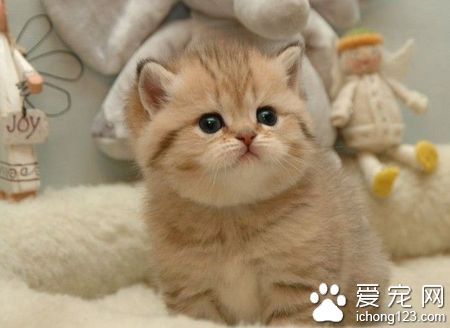 猫应该吃什么 为了猫的健康提倡吃<a href=/shipin/maoliang/ target=_blank class=infotextkey>猫粮</a>