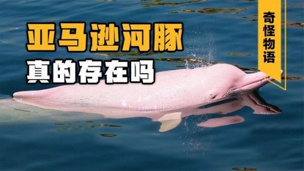 亚马逊河鱼类食物链关系图谱（亚马逊河食物链关系图谱：亚马逊河鱼类食物链关系图谱）