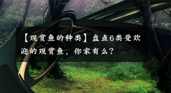 【观赏鱼的种类】盘点6类受欢迎的观赏鱼，你家有么？文章配图