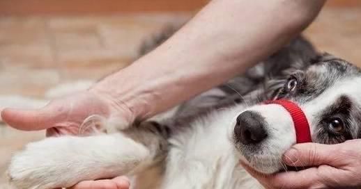 宠物急救指南:守护健康,守护爱宠