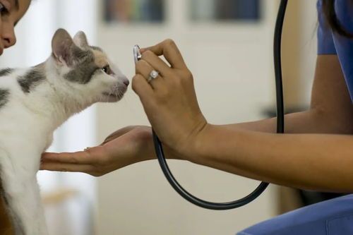 猫粮下毒,人食后中毒,症状及急救。