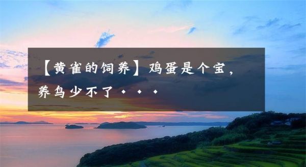 【黄雀的饲养】鸡蛋是个宝，养鸟少不了···文章配图