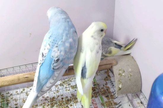 虎皮鹦鹉什么时候下蛋