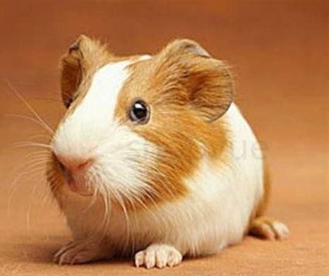 荷兰猪怎么养吃什么饲料